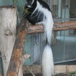 Black-and-white colobus monkey
