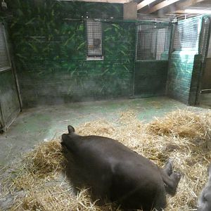 Brazilian tapir indoor enclosure