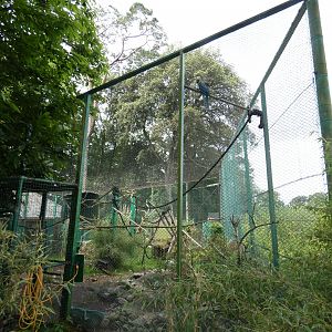 Blue-and-yellow macaw aviary (2)