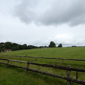 African savannah enclosure