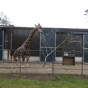 Rothschild's giraffe bull