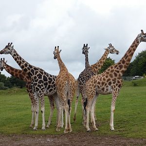 Giraffe herd