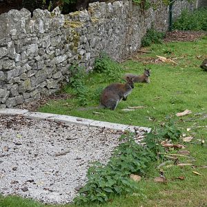 Free-ranging Bennett's wallaby