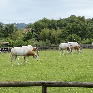Scimitar-horned oryx