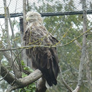 White-tailed sea eagle