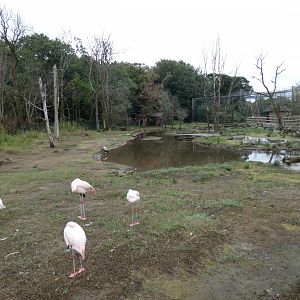 Chilean flamingo enclosure
