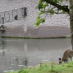 Drill and free-roaming Eastern grey kangaroo