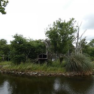 Roloway monkey island