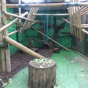 Roloway monkey indoor enclosure