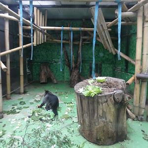 Grey-cheeked mangabey indoor enclosure