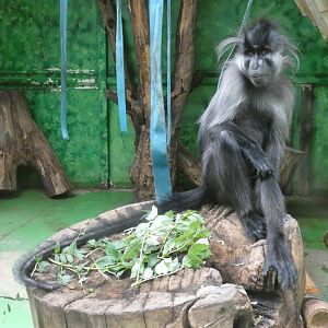 Grey-cheeked mangabey