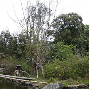 White-faced saki monkey island