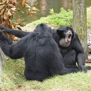 Siamang singing