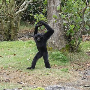 Siamang