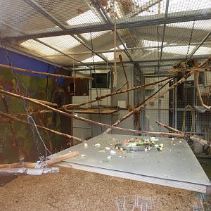 White-faced saki monkey indoor enclosure