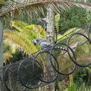 Free-ranging Ring-tailed lemur
