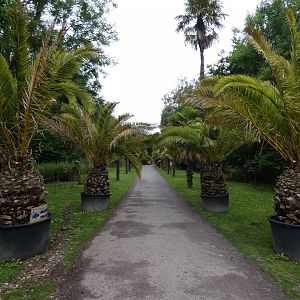 Palm walk