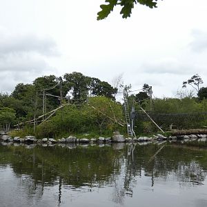 Lion-tailed macaque island