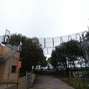 Colombian black spider monkey passage overhead