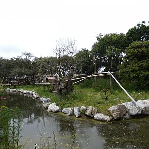 Colombian black spider monkey enclosure