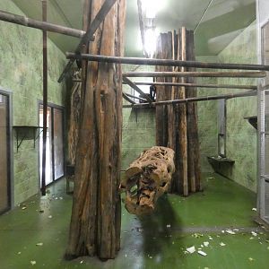 Colombian black spider monkey indoor enclosure