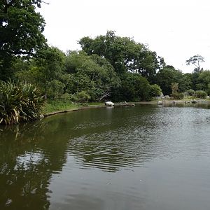 Humboldt's penguin massive pool