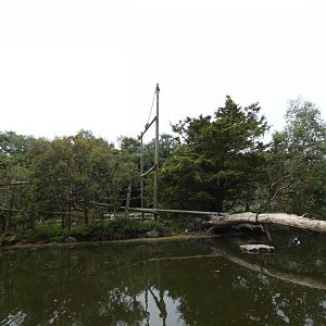 Black-and-gold howler monkey island
