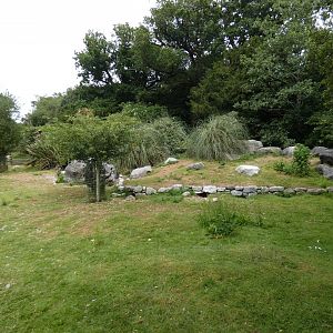 Humboldt's penguin land area