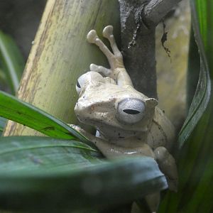 Bornean eared frog