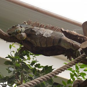 Green iguana