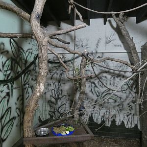 Two-toed sloth enclosure