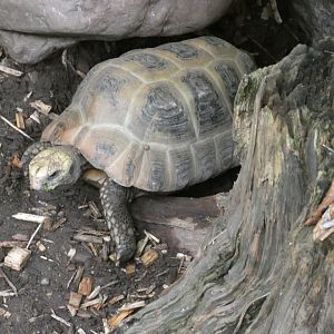 Elongated tortoise