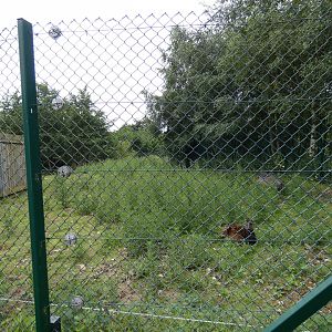 Visayan warty pig and Philippine spotted deer enclosure