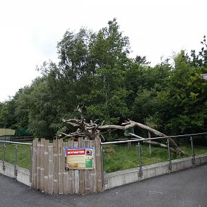 Red panda enclosure (2)