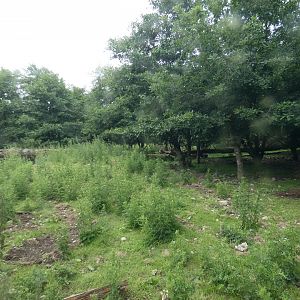 Lion-tailed macaque enclosure in the Asian Sanctuary