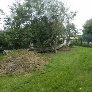 Lion-tailed macaque enclosure in the Asian Sanctuary (2)