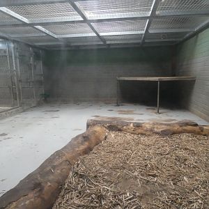 Asiatic lion indoor enclosure