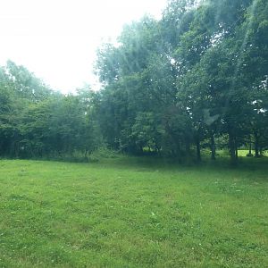 Asiatic lion enclosure