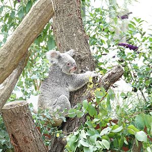 Koala in outdoor exhibit