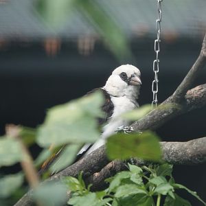 Boehm`s buffalo-weaver