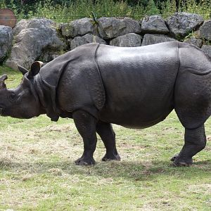 Greater one-horned rhino, Jamil