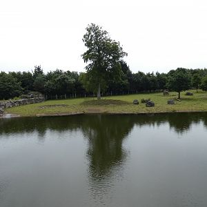 Greater one-horned rhino larger enclosure