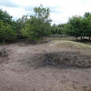 Greater one-horned rhino female enclosure