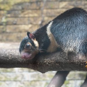 Sri Lankan giant squirrel