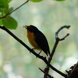 Violaceous euphonia