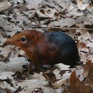 Black-and-rufous sengi