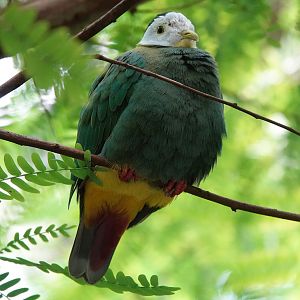 Black-naped fruit-dove