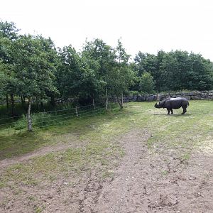 Greater one-horned rhino larger enclosure (2)