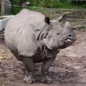 Greater one-horned rhino, Maya