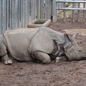 Greater one-horned rhino, Shusto